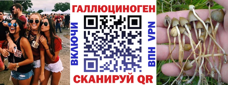 Галлюциногенные грибы Psilocybine cubensis Купино